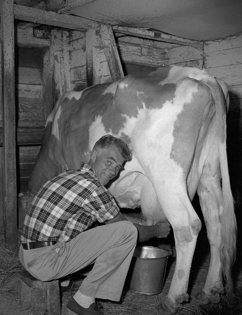 Milking The Cow